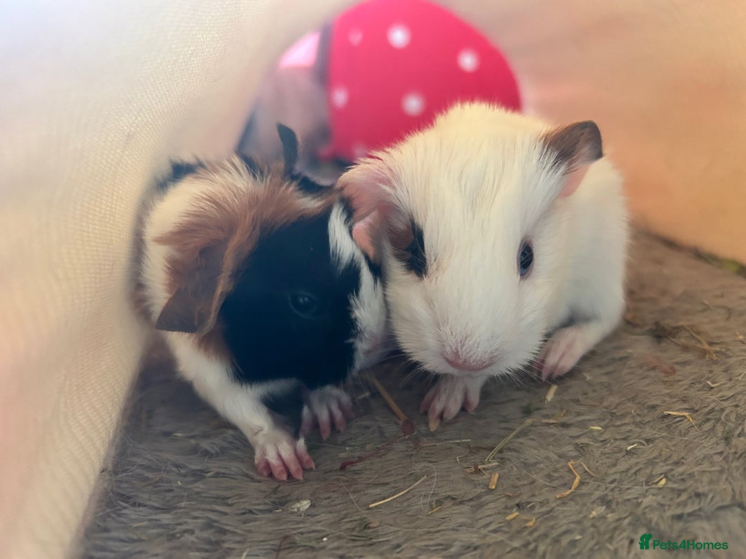 Guinea Pig rodents for sale: 4 guinea pigs  - Image 16