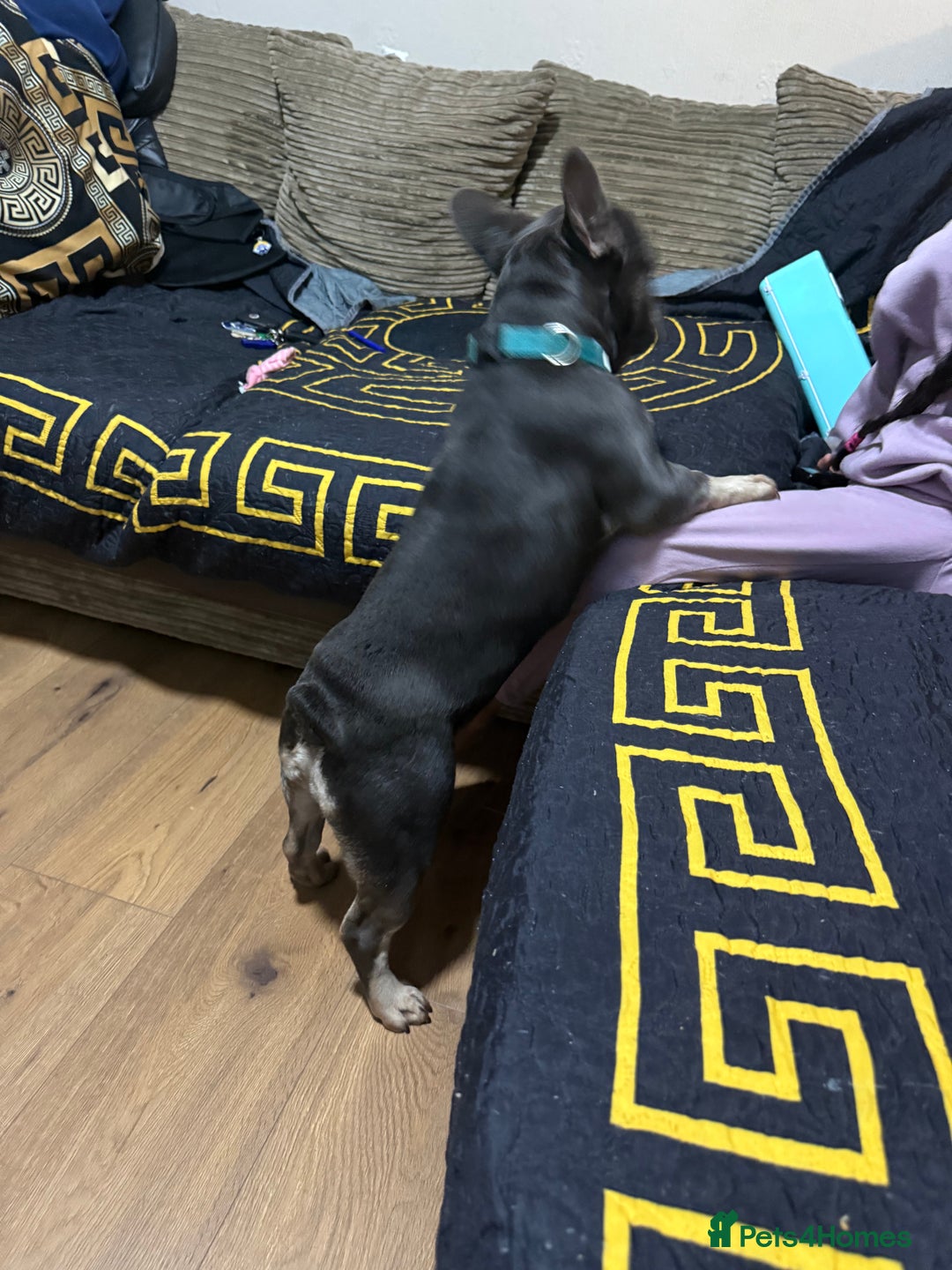 French Bulldog dogs for sale: Lilac & tan French bulldog  - Image 4
