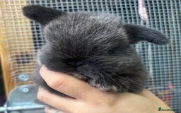 Mini Lop rabbits for sale: Pure bred baby female mini lops available  - Image 7