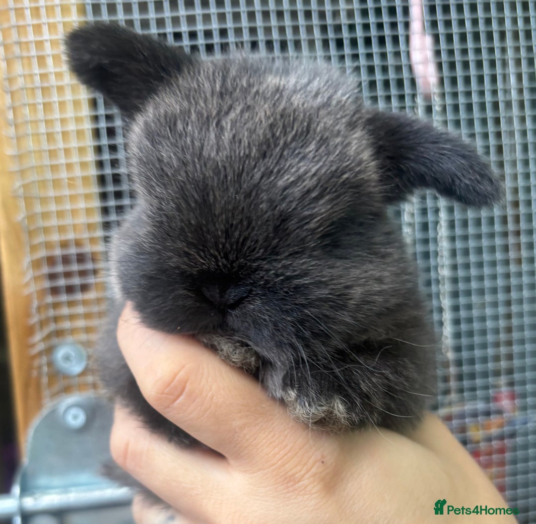 Mini Lop rabbits for sale: Pure bred baby female mini lops available  - Image 7