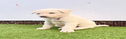 Akita dogs for sale: Akita puppy’s for sale in Birmingham - Advert 5