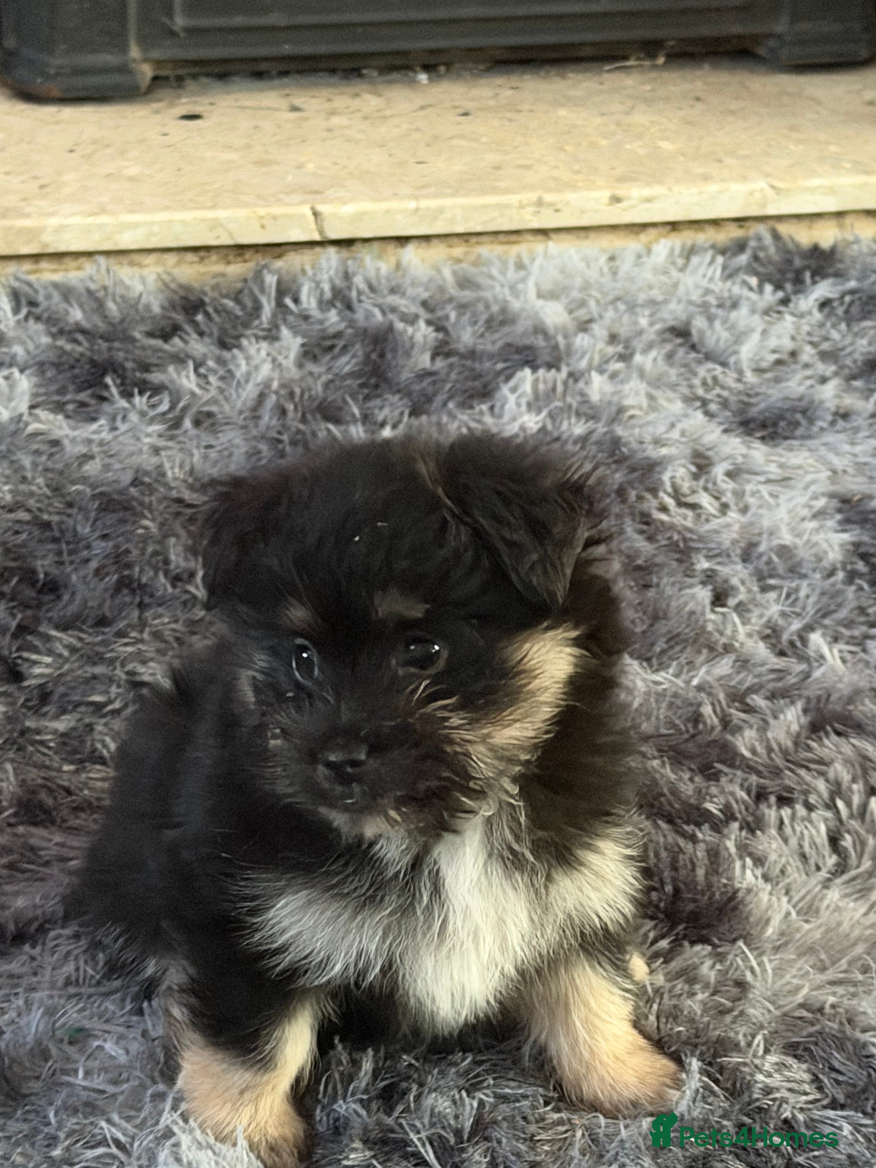 Mixed Breed dogs Maltese cross Pomeranian puppy - Advert 1