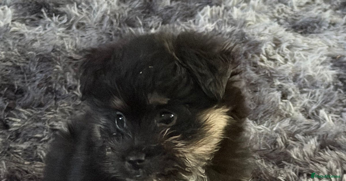 Maltese cross Pomeranian puppy for sale in Spalding | Pets4Homes