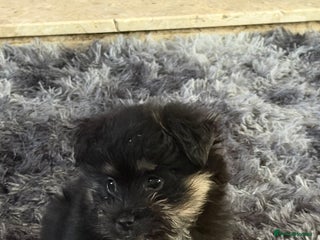 Mixed Breed dogs Maltese cross Pomeranian puppy - Advert 1