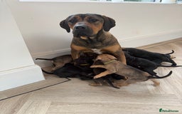 Cane Corso dogs for sale: Beautiful Cane Corso Puppies - Image 36