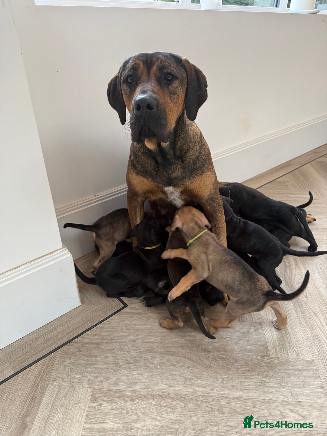 Cane Corso dogs for sale: Beautiful Cane Corso Puppies - Image 36
