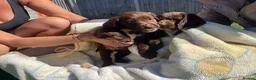 Cocker Spaniel dogs for sale: Beautiful pure bread cocker spaniel puppies  - Advert 8