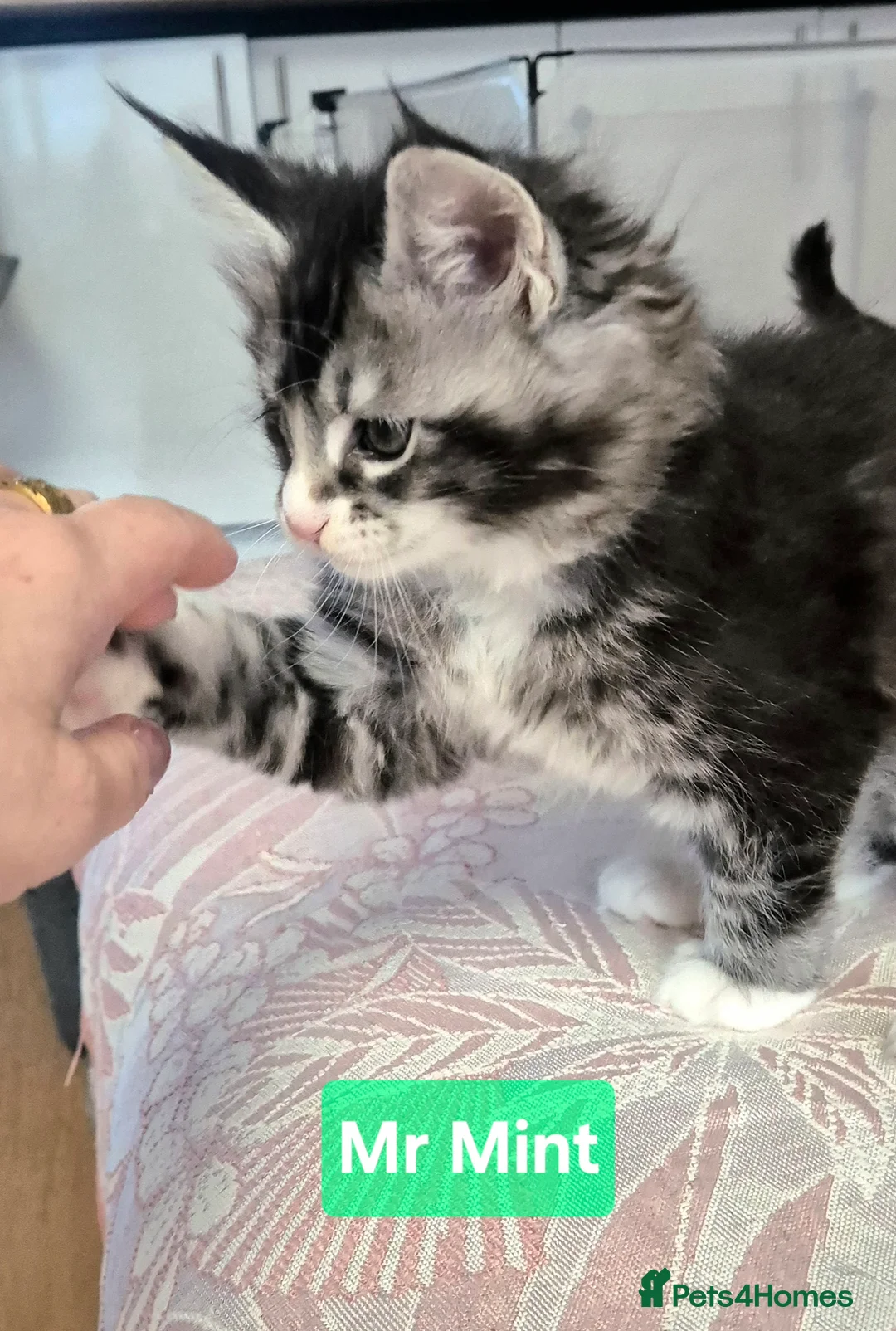 Maine Coon cats for sale: 🎀 Outstanding GCCF Pedigree Maine Coon Kittens  - Advert 24