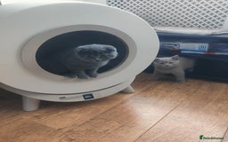 Scottish Fold cats for sale: Scottish fold blue for sale  - Image 19