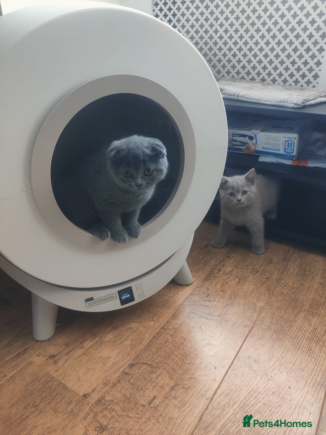Scottish Fold cats for sale: Scottish fold blue for sale  - Image 19