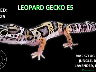 Leopard Gecko reptiles - Advert 1