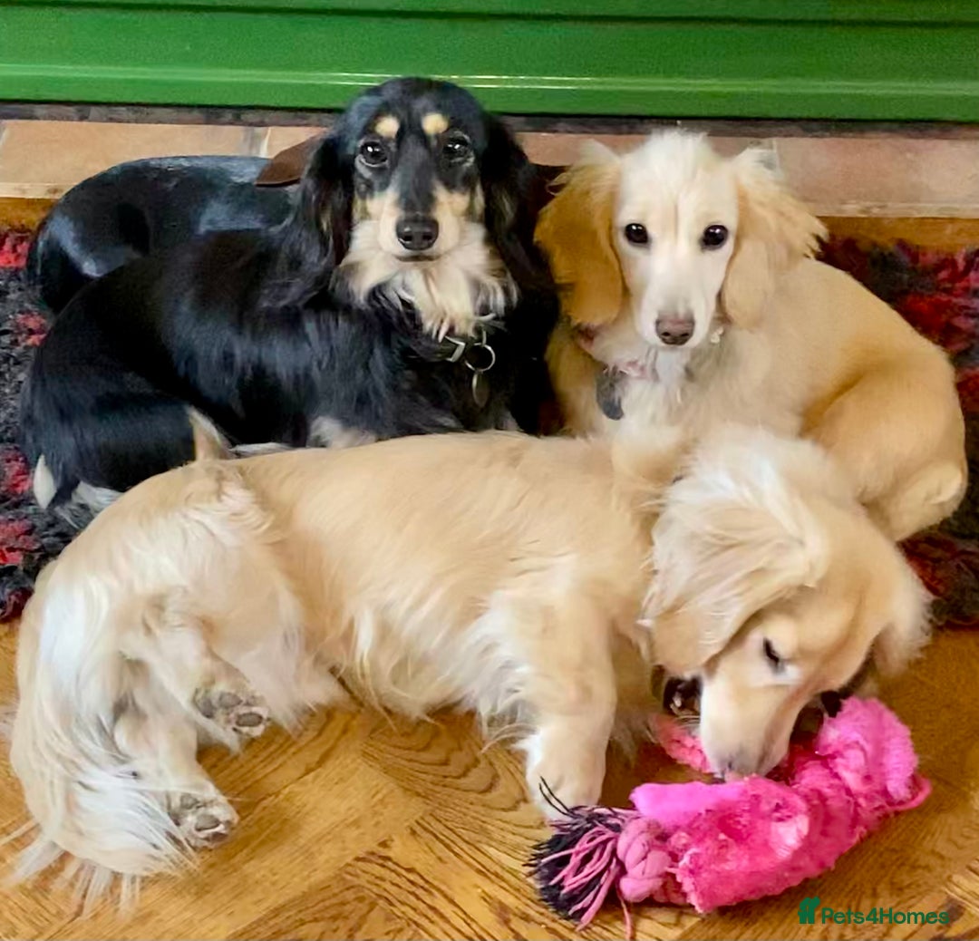 Miniature Dachshund dogs for sale: Beautiful one in a million miniature dachshund  - Image 13