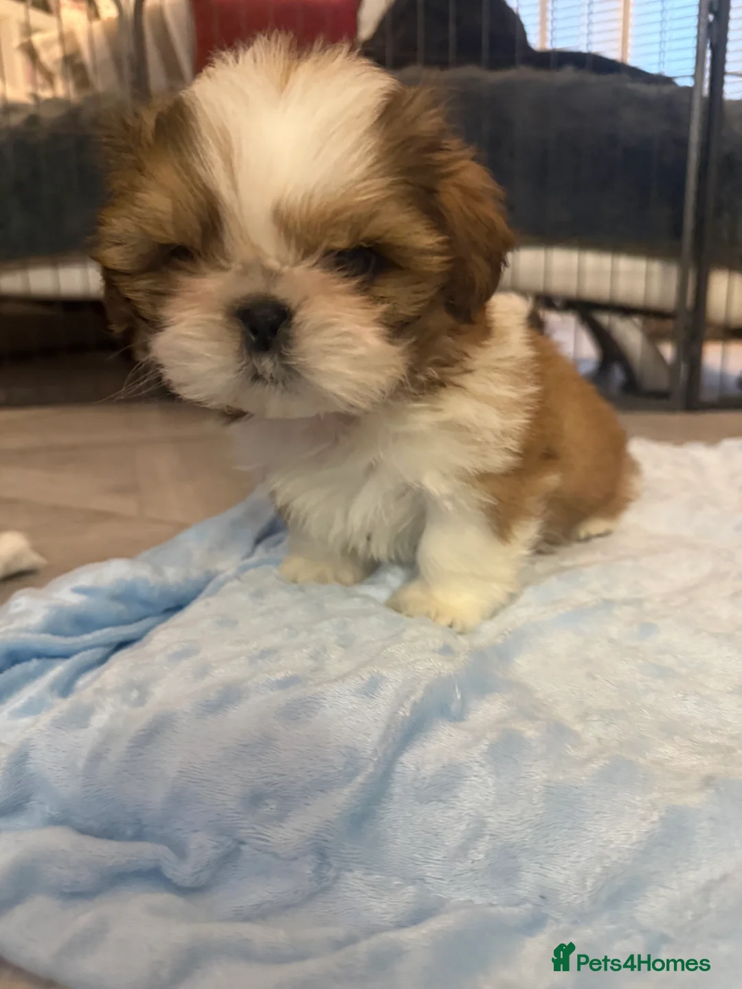 Shih Tzu dogs for sale: Stunning breed standard Shih Tzus  - Advert 12