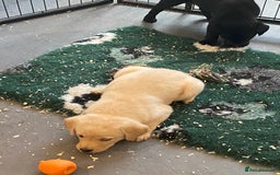 Labrador Retriever dogs for sale: Yellow and black Labrador puppies in Whitchurch - Image 29