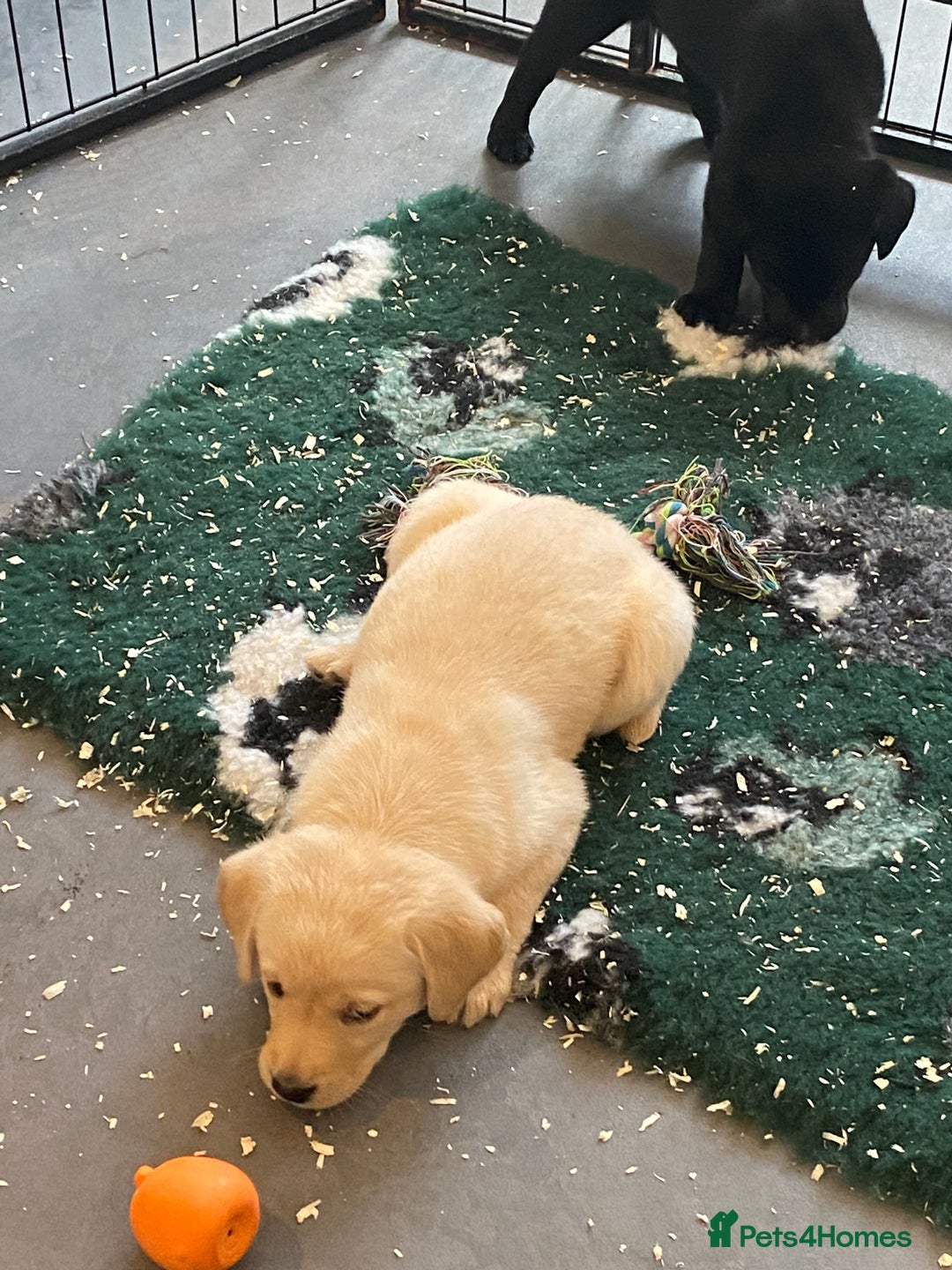 Labrador Retriever dogs for sale: Yellow and black Labrador puppies in Whitchurch - Image 29