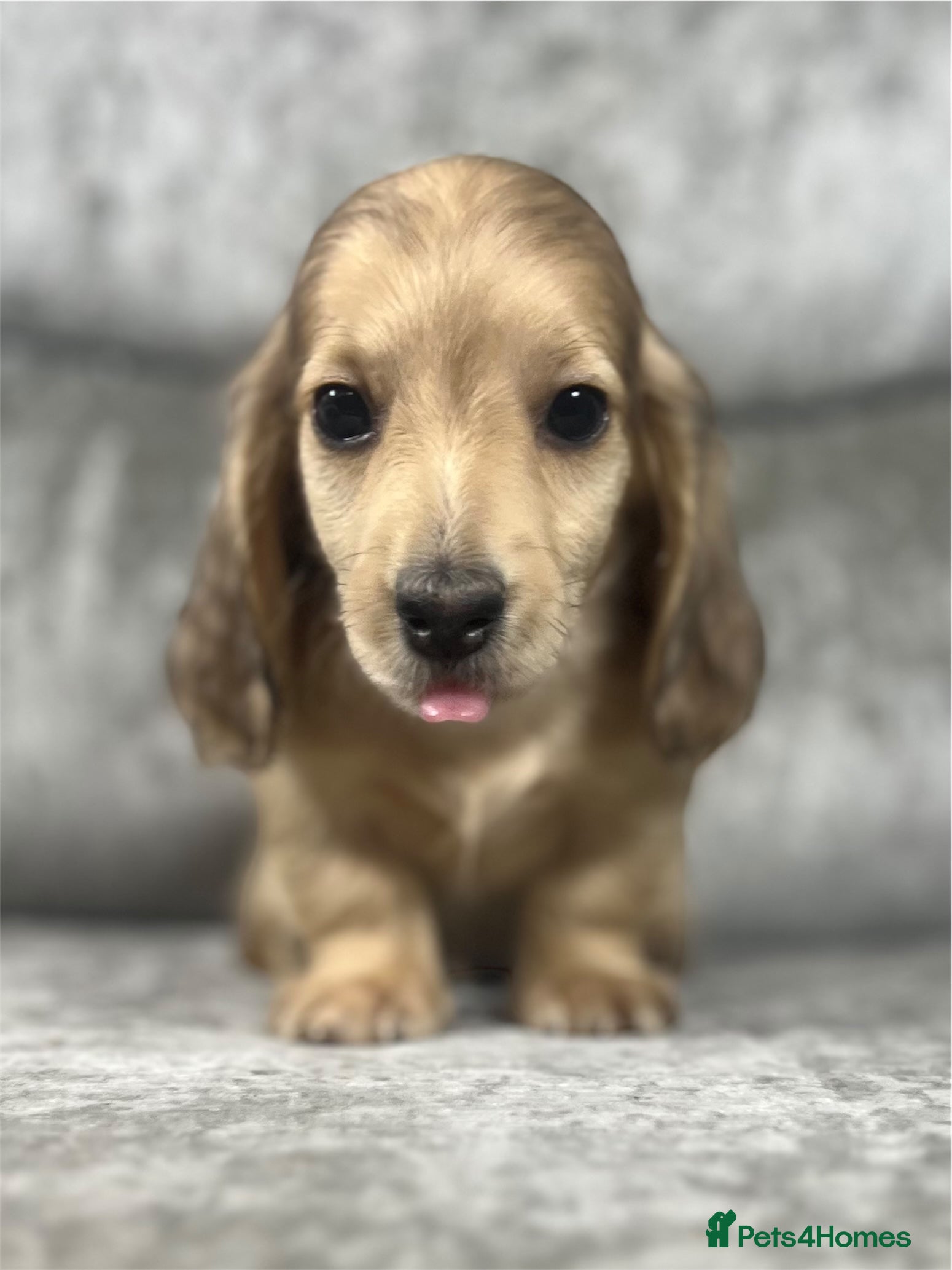 Dachshund dogs KC miniature long hair dachshunds for sale - Advert 9