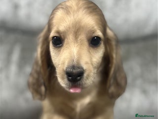 Dachshund dogs KC miniature long hair dachshunds for sale - Advert 9