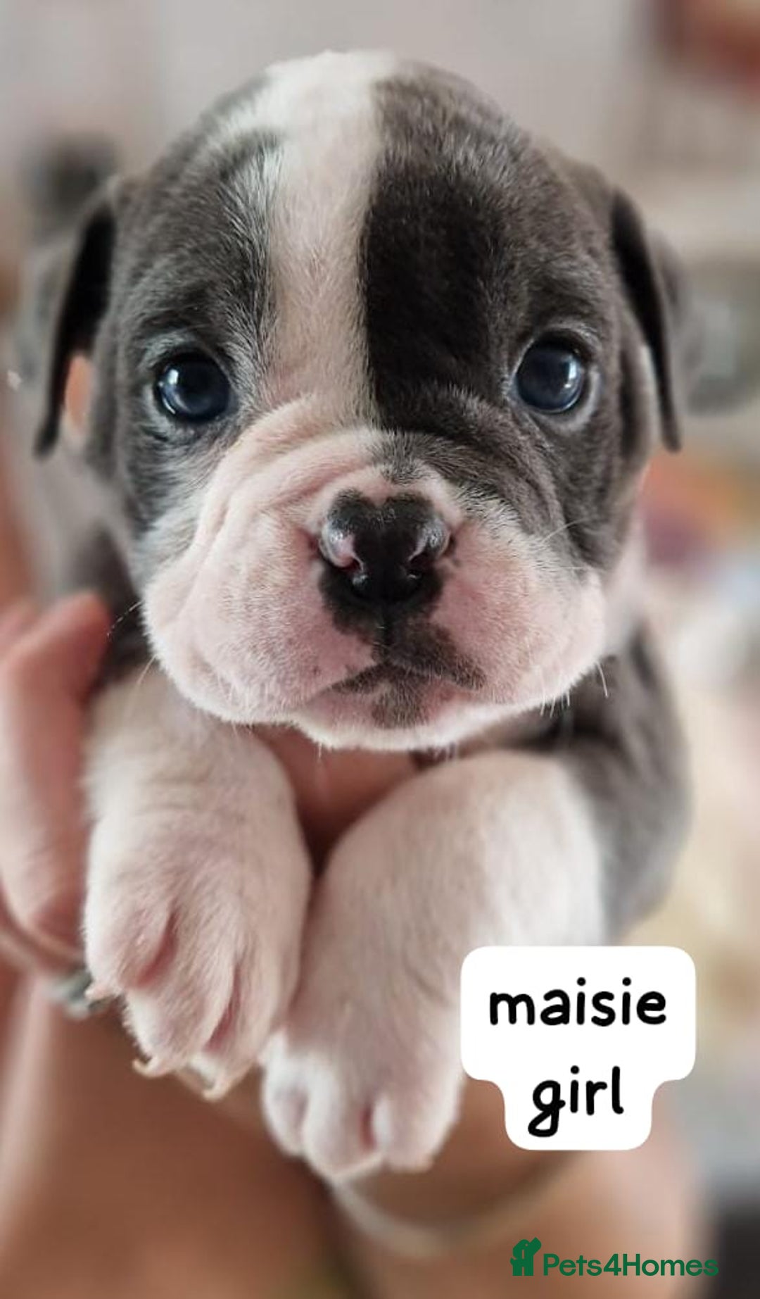 English Bulldog dogs for sale: Olde English bulldog puppies  - Image 13