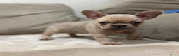 French Bulldog dogs for sale:  KC Registered French Bulldog Puppies - Advert 12