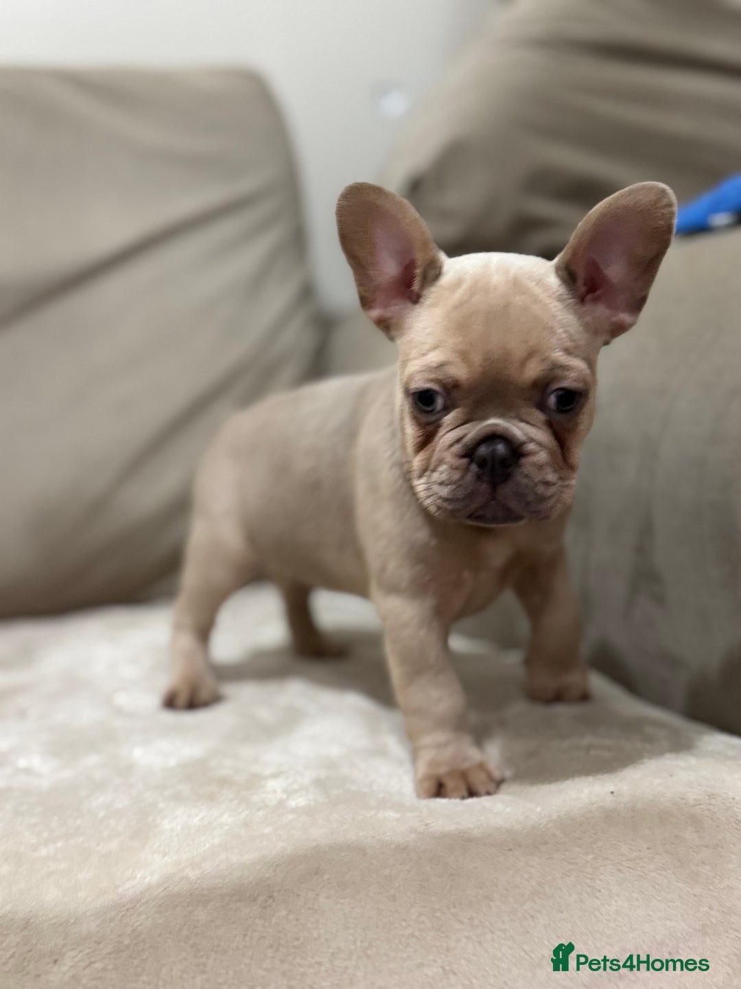 French Bulldog dogs for sale:  KC Registered French Bulldog Puppies - Advert 12