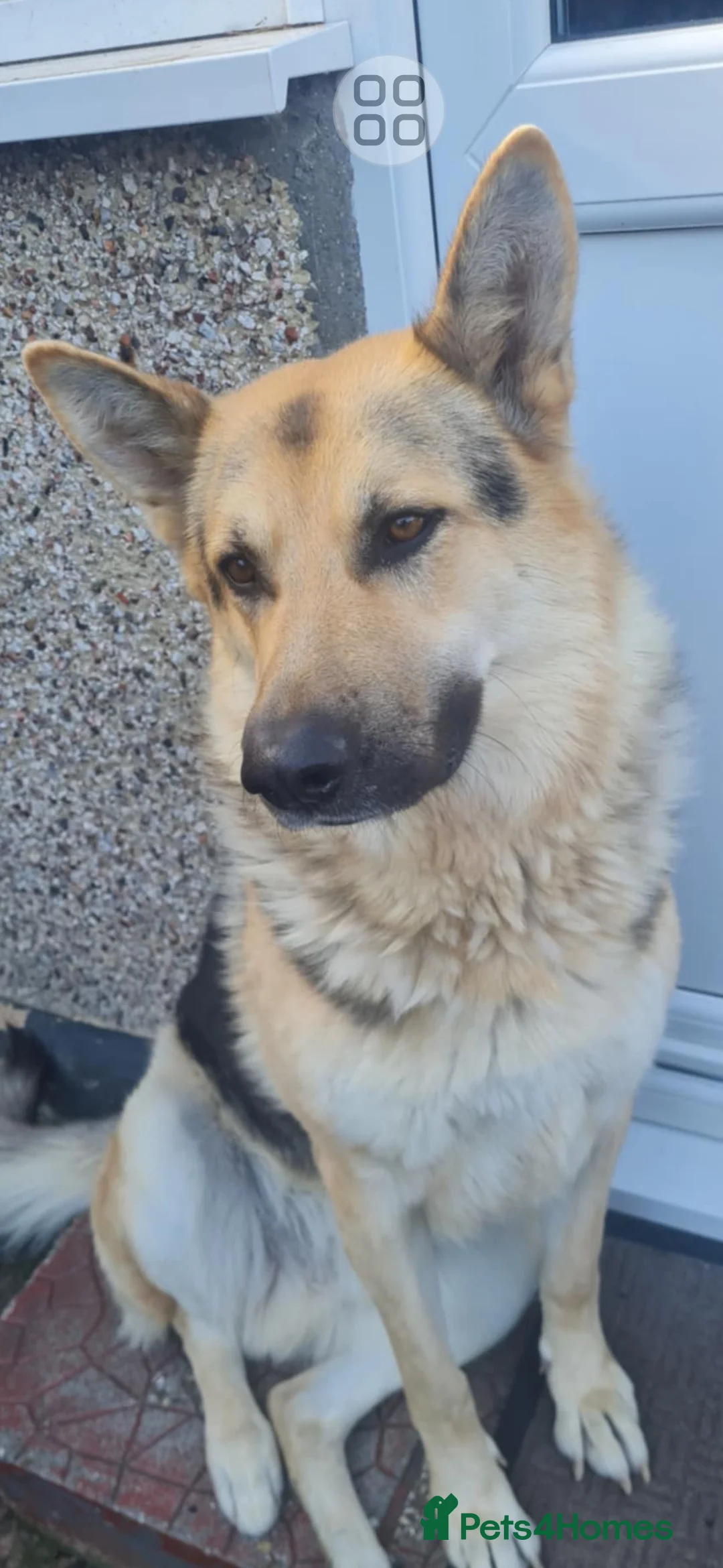 German Shepherd dogs for stud: Stud  - Advert 2