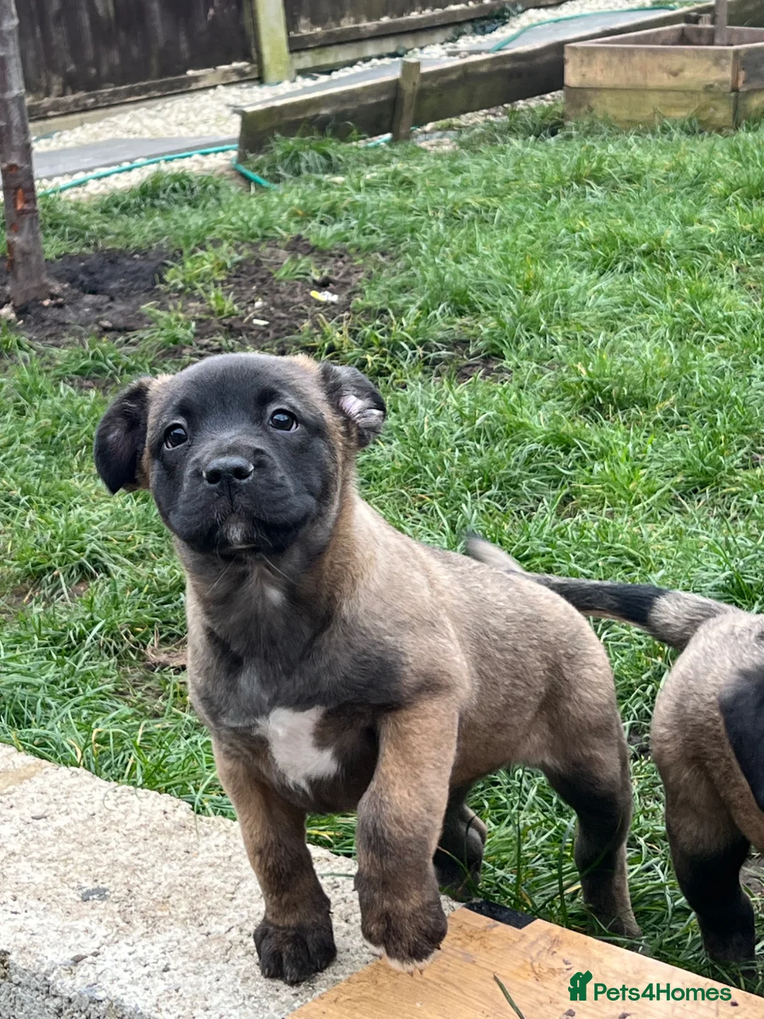 Mixed Breed dogs for sale:  Beautiful Mixed Breed Puppies   🐾 - Advert 1