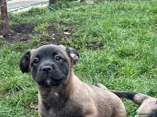 Mixed Breed dogs Beautiful Mixed Breed Puppies 🐾 - Advert 1