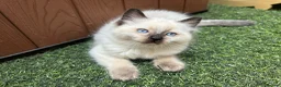 Ragdoll cats for sale: 🐾1 Boy left available🐾 - Advert 14