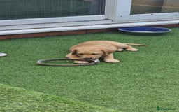 Labrador Retriever dogs for sale: We have two, Labrador pups  - Image 8