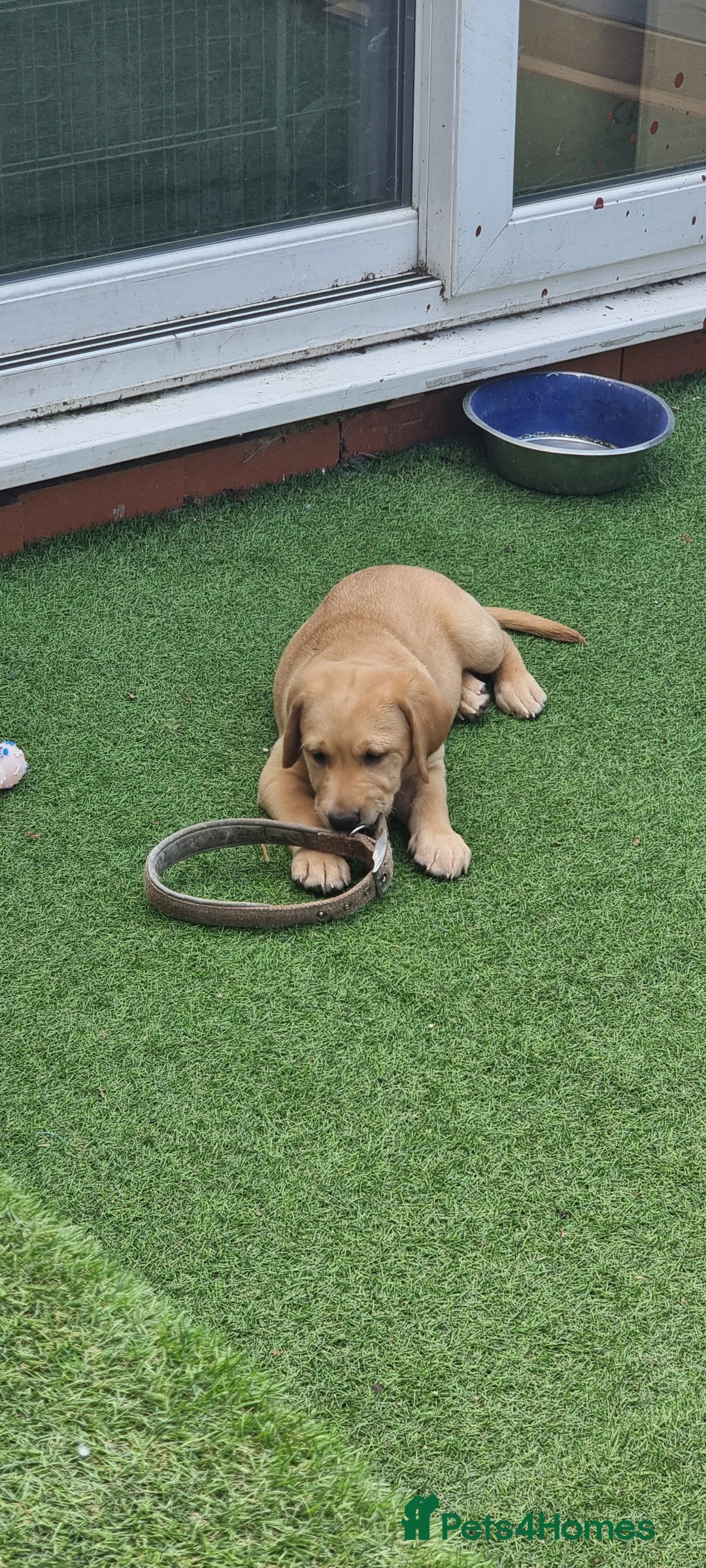 Labrador Retriever dogs for sale: We have two, Labrador pups  - Image 8