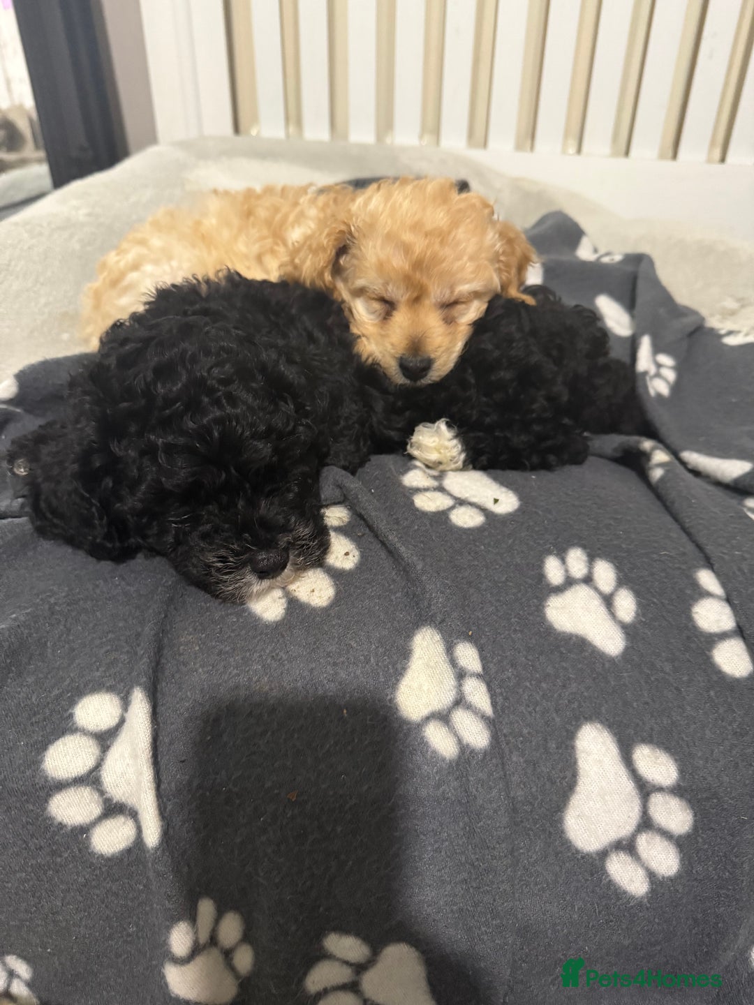 Cockapoo dogs for sale: 🐾ready to leave  black and white cockapoo - Image 32