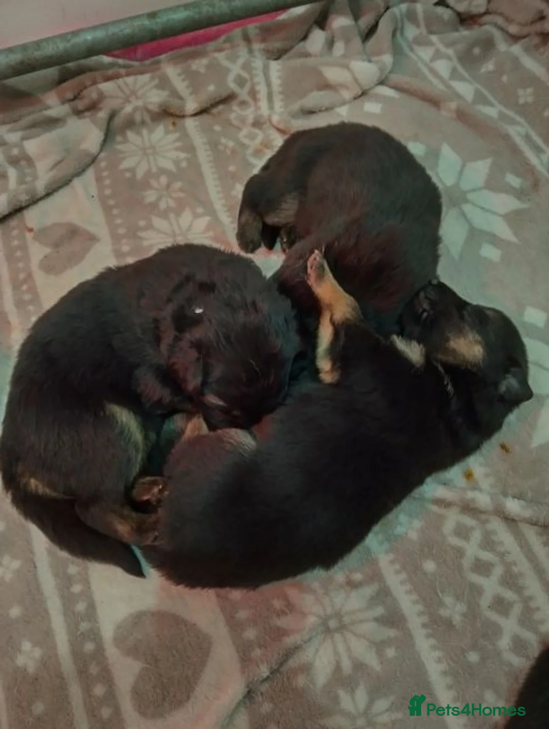 German Shepherd dogs for sale: QUALITY GERMAN SHEPHERD PUPPIES FOR SALE - Advert 2