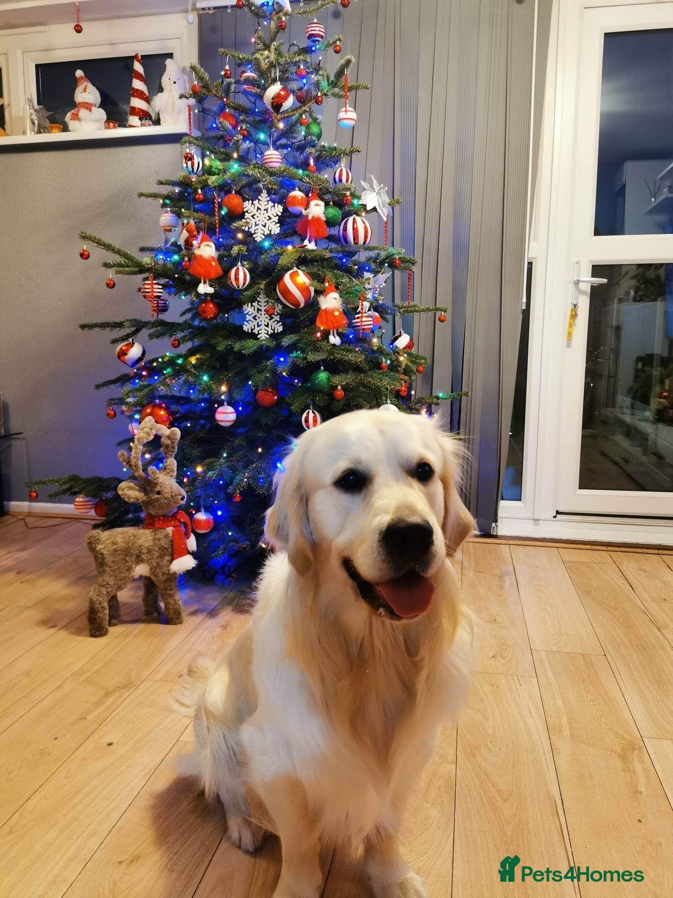 Golden Retriever dogs Golden retriever Stud (Hugo) - Advert 1