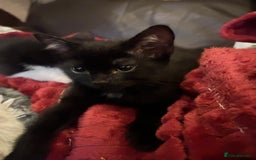 Mixed Breed cats for sale: Ragdoll x breed - Image 22