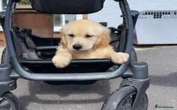 Golden Retriever dogs for sale: 🤩 (Ready to go) Traditional Golden retrievers 🤩 in Market Rasen - Image 2