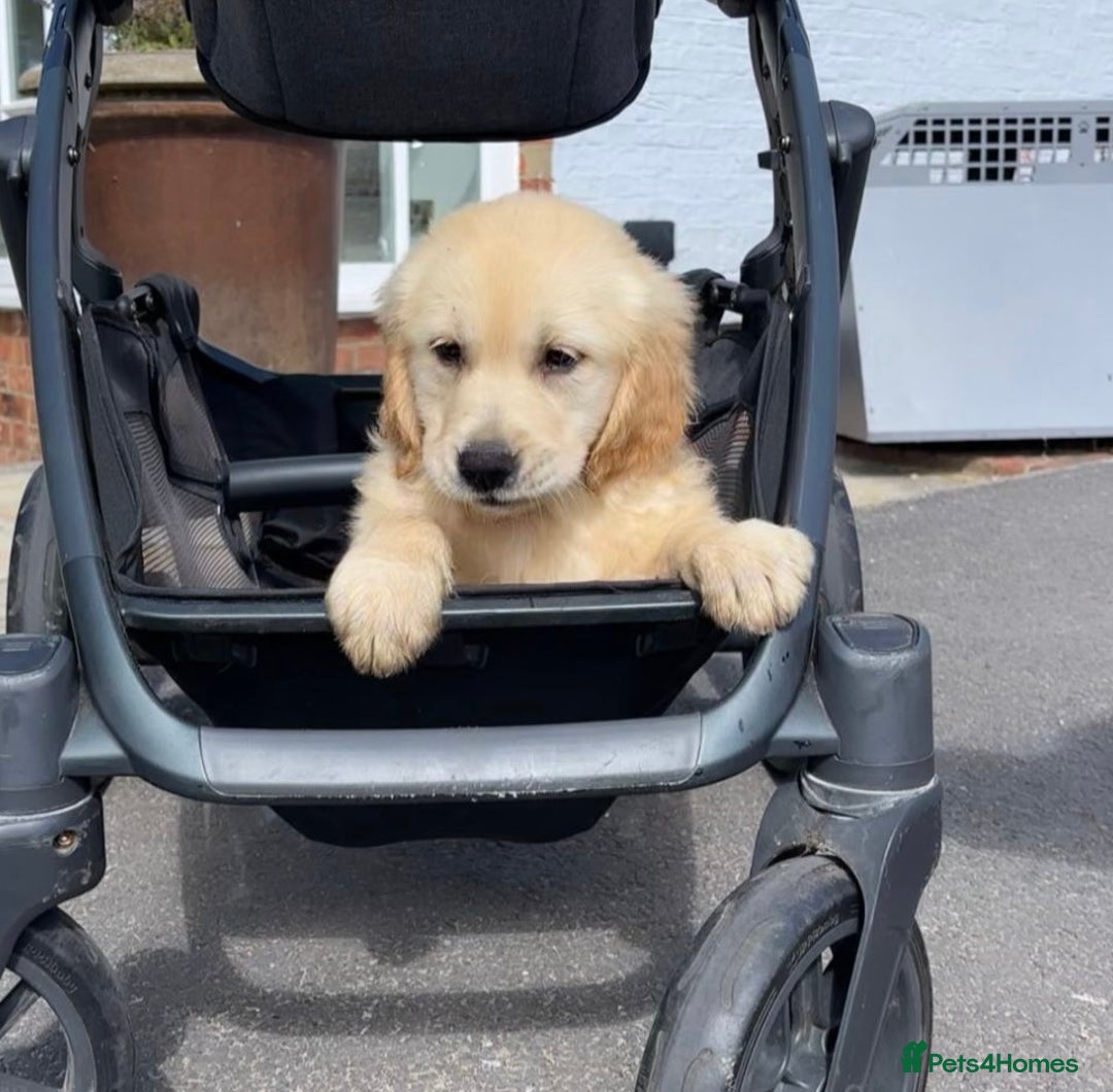 Golden Retriever dogs for sale: 🤩 (Ready to go) Traditional Golden retrievers 🤩 in Market Rasen - Image 2