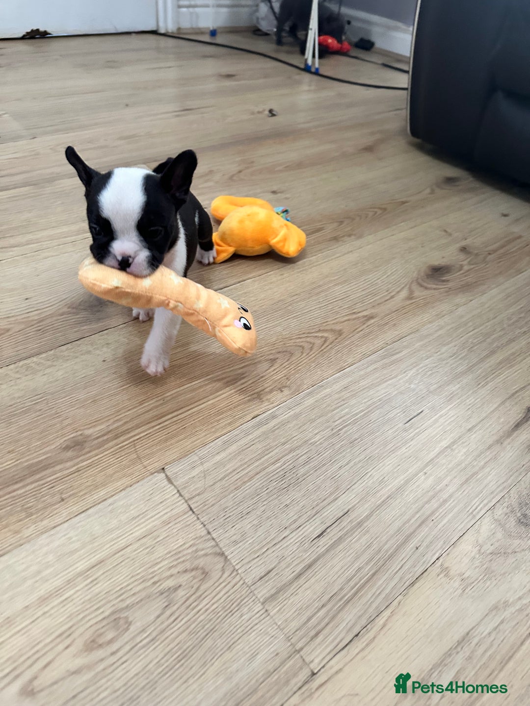 Mixed Breed dogs for sale: American French bulldog  - Advert 22