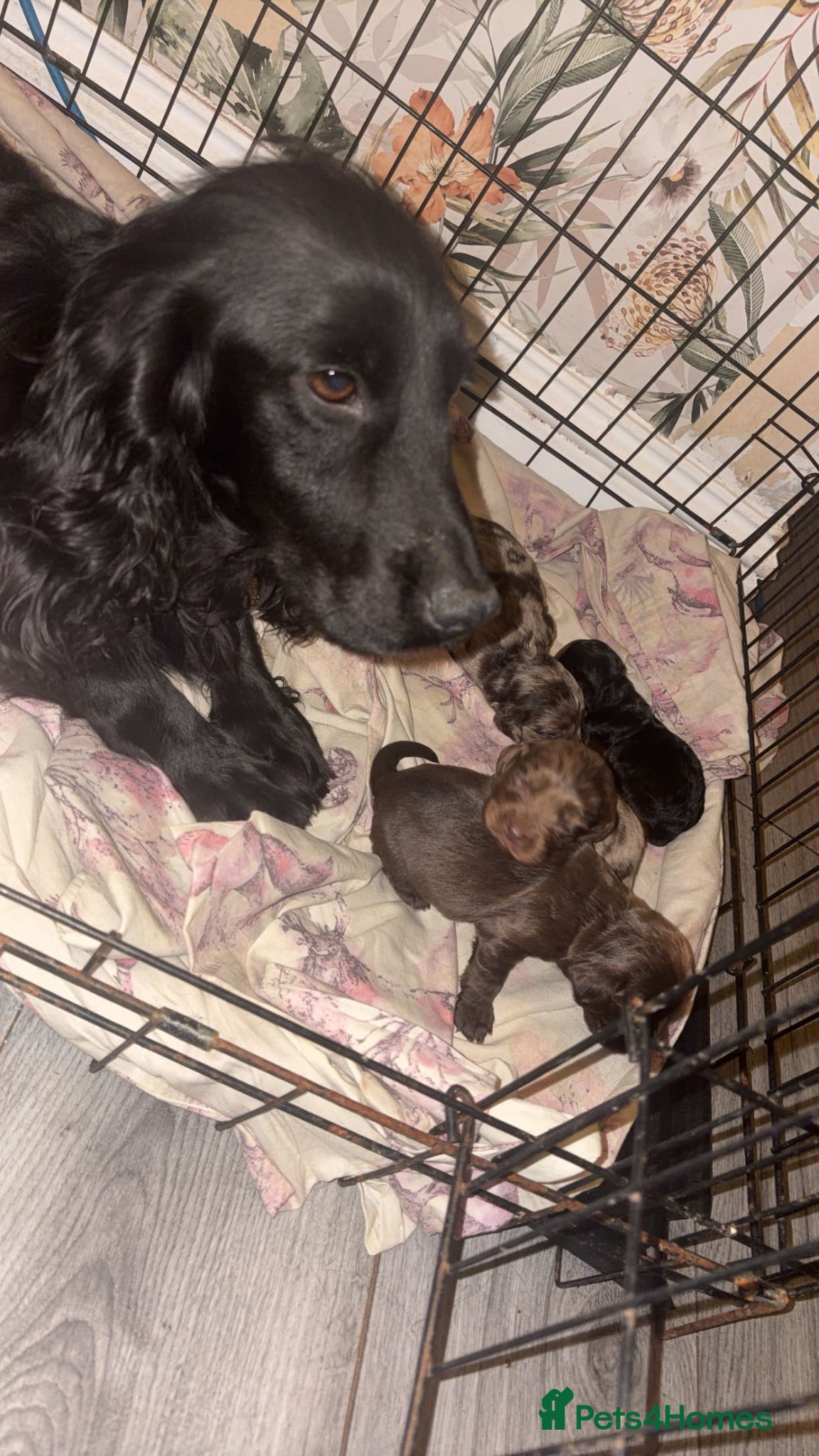 Cocker Spaniel dogs Cocker spaniel puppies - Advert 11