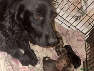 Cocker Spaniel dogs Cocker spaniel puppies - Advert 5