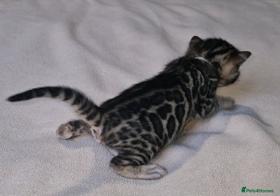 Bengal cats for sale: Pedigree Health Tested TICA Bengal Kittens - Image 4