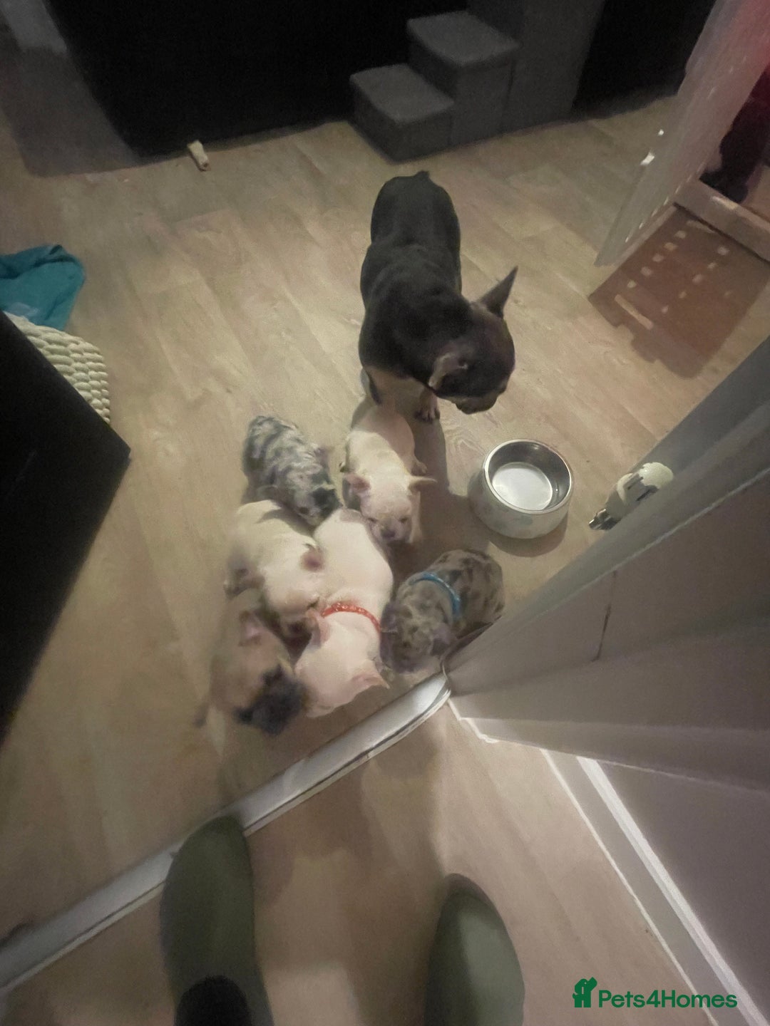 French Bulldog dogs for sale: 6 lovely French bulldog puppies  - Advert 18