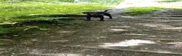 Springador dogs for sale: 8 month old springador Oreo  in Bolton - Advert 4