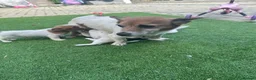 Jack Russell dogs for sale: Gorgeous Jack Russell Puppies For Sale – Ready Now - Advert 1
