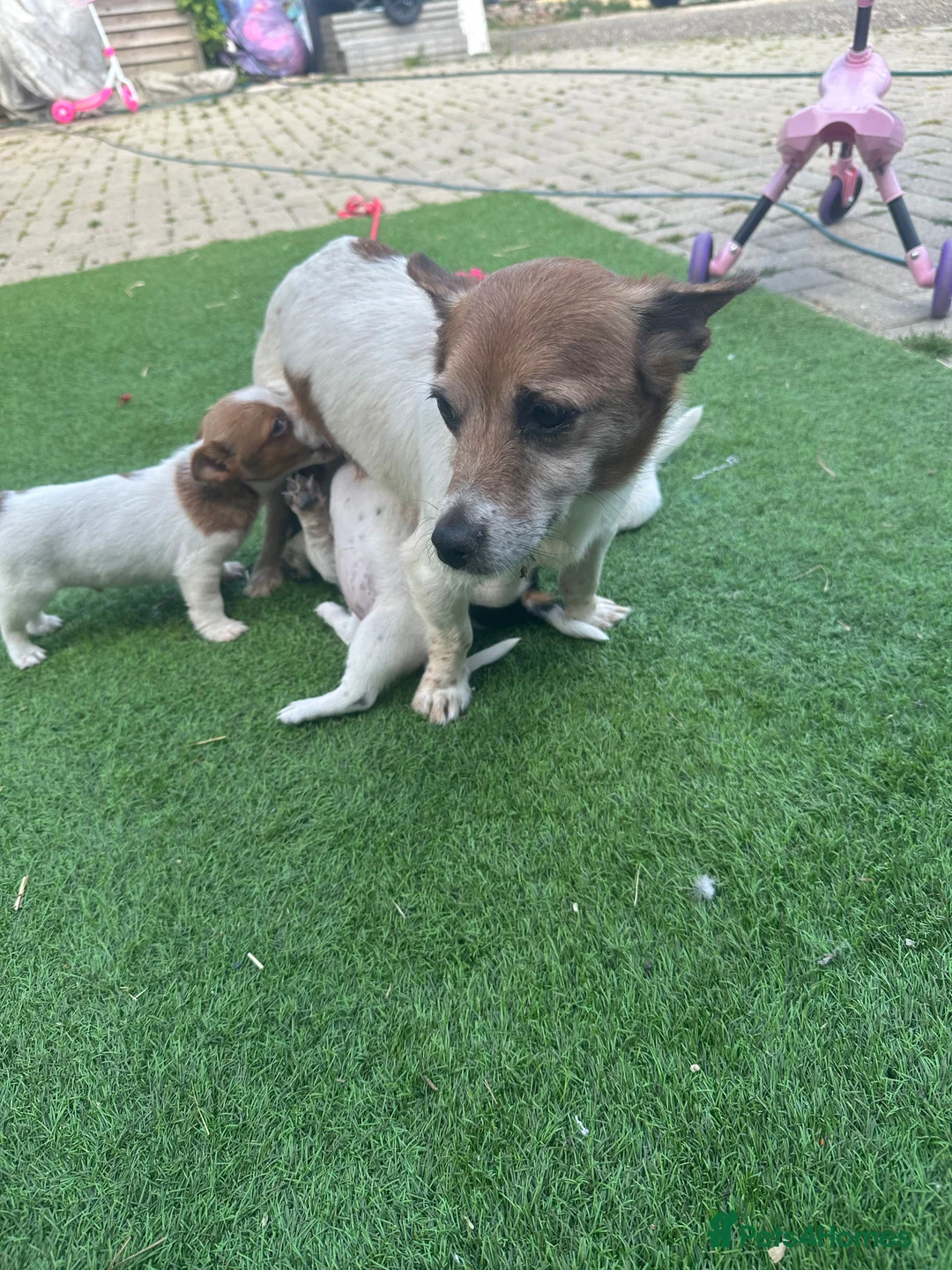 Jack Russell dogs for sale: Gorgeous Jack Russell Puppies For Sale – Ready Now - Advert 1