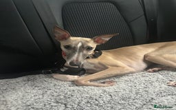 Whippet dogs for sale: 17 month old Male Whippet - Image 3