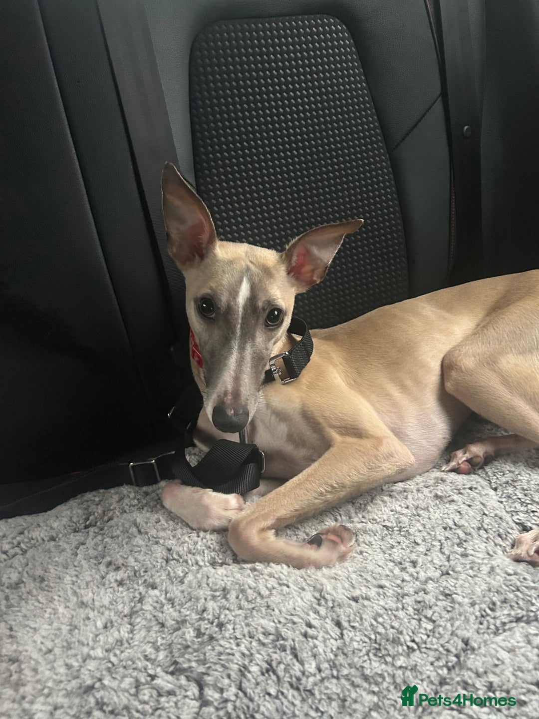Whippet dogs for sale: 17 month old Male Whippet - Image 3