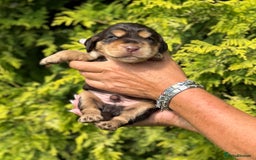 Cocker Spaniel dogs for sale: Show Cocker Spaniel pups KC reg - Image 2