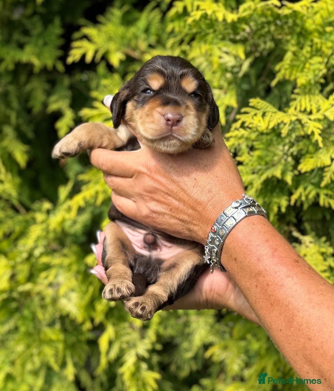 Cocker Spaniel dogs for sale: Show Cocker Spaniel pups KC reg - Image 2