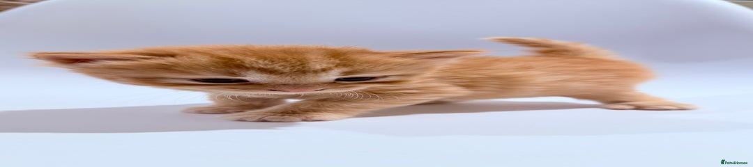 Spike