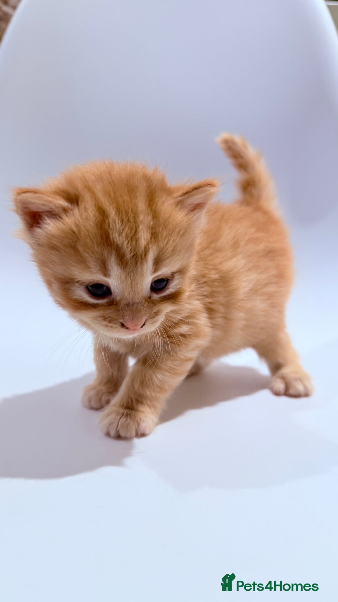 British Shorthair cats for sale: STUNNING 🤩 British Shorthair Queen 👑 litter  - Image 19